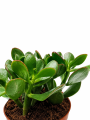Drzewko szczęścia Crassula – sukulent do domu