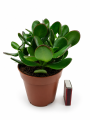 Crassula Ovata – pokrój i ulistnienie rośliny