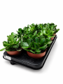 Crassula Ovata – sukulent na jasny parapet