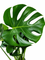 Monstera deliciosa na białym tle.png