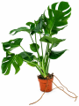 Monstera w doniczce na białym tle(1).png