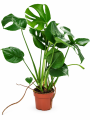 Monstera w doniczce na białym tle.png