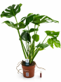 Monstera w doniczce z etykietą.png
