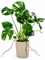 Monstera w żebrowanej donicy.png
