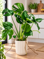 Monstera w jasnej kuchni(1).png
