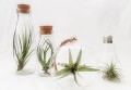 Tillandsia zestaw 10 roślin bez ziemi