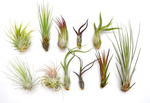 Zestaw-11-sztuk-Tillandsia-