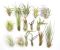 Zestaw 16 sztuk Tillandsia oplątwy airplants