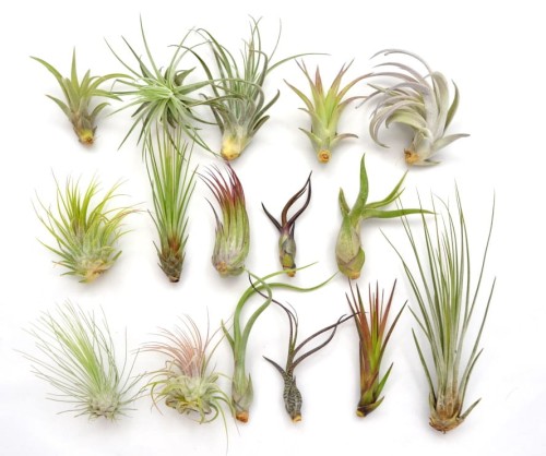 Zestaw 16 sztuk Tillandsia oplątwy airplants