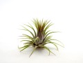 Tillandsia Ionantha – liście w rozetę, zielone i czerwone