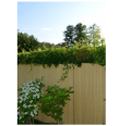 mata plener.png