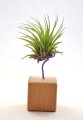 ionantha 1.jpg