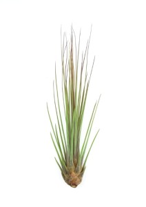 Airplant, Tillandsia JUNCEA R ~21-24 cm 