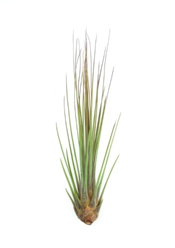 juncea_11.jpg
