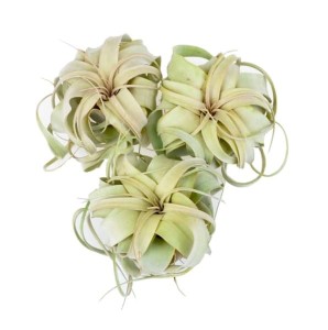 Tillandsia Xerographica , oplątwa  x  3 szt