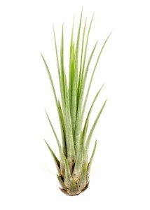 Airplant, Tillandsia JUNCEA L ~25-30cm 