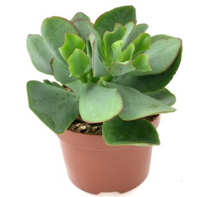 Crassula Arborescens, Drzewko Szczęścia p10