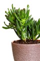 AdobeStock_71096642.jpeg