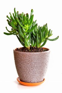 Crassula Hobbit, Grubosz  S ~ 11 cm, p5