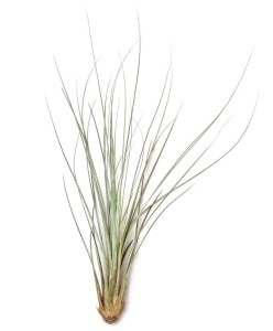 Airplant, Tillandsia JUNCEA XL~ 31-40 cm