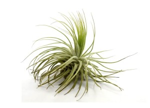 Airplant, Tillandsia MAGNUSIANA  L~12 cm