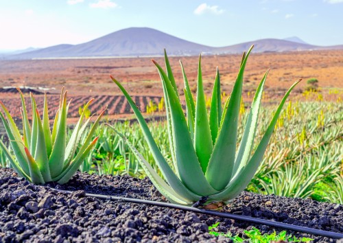 aloe spray for hair Kalahari Melon & Aloe Vera Deep Hydration Multi-Tasking Leave-In Condi   MIELLE