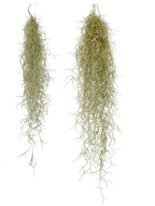 Airplant, Tillandsia USNEOIDES R -  50 cm