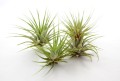 Kwiat Tillandsia Ionantha z fioletowym kwiatostanem