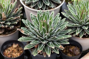 Agave victoriae-reginae Agawa ~12 cm P8