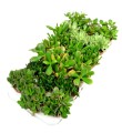 crassula mix 9 1.jpg