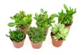 crassula mix 9 2.jpg