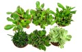 crassula mix 9 3.jpg