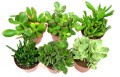 crassula mix 9 4.jpg