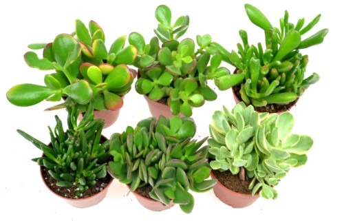 crassula mix 9 4.jpg
