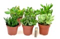 crassula mix 9 5.jpg