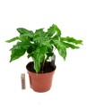 zapałki.jpg