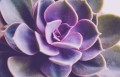 pvn 0.jpg
