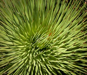 Agave stricta Nana Agawa P10