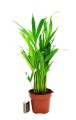 dypsis.jpg