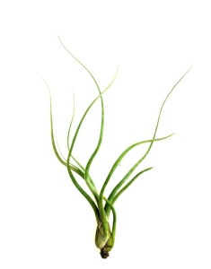 Tillandsia Baileyi XL ~ 26 cm Oplątwa