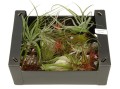 Zestaw 30 sztuk Tillandsia oplątwy airplants
