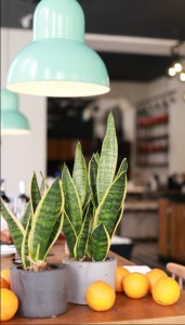 Sansevieria trif. Laurentii  sansewieria, Wężownica ~ 35 cm P12