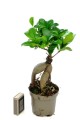 ficus finseng.jpg