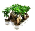 ficus ginseng.jpg