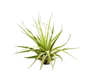 Airplant, Tillandsia OAXACANA R ~9-10 cm 