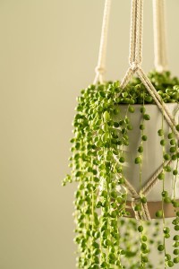 Senecio Rowleyanus,  DUŻY "SZNUR PEREŁ", p14