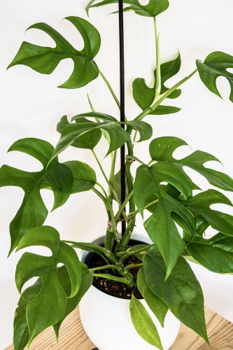 AdobeStock_354138567.jpg