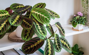 Maranta leuconeura fascinator Tricolor P12 -23 cm.