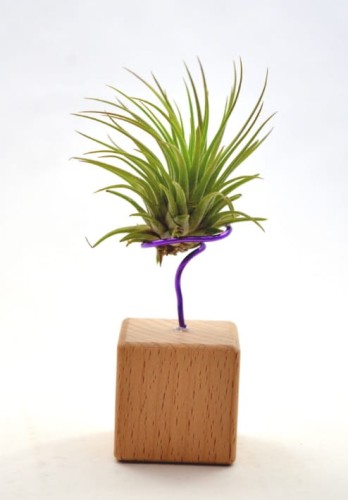 ionantha 1.jpg