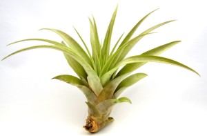 Tillandsia CAPITATA XL ~15 cm